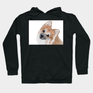 Pomeranian Hoodie